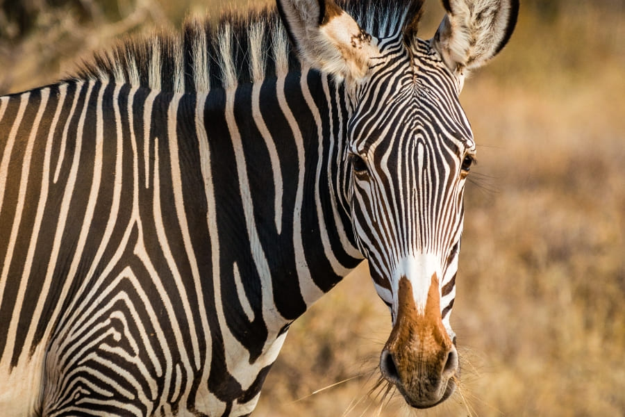 3 day samburu Safari