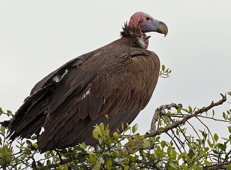 Lappet Faced Vultures in Samburu