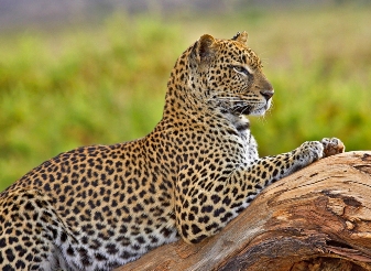 Leopards in Samburu