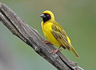 Southern Masked Weavers in Samburu